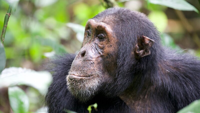 Schimpansen sind unsere nächsten Verwandten und uns manchmal ähnlicher, als uns lieb ist. Sie gelten als die aggressivsten Menschenaffen und sind bekannt für Intrigen und die Jagd auf kleinere Affen. – Bild: ZDF und Andreas Kieling- Viking Film Andreas Kielieng