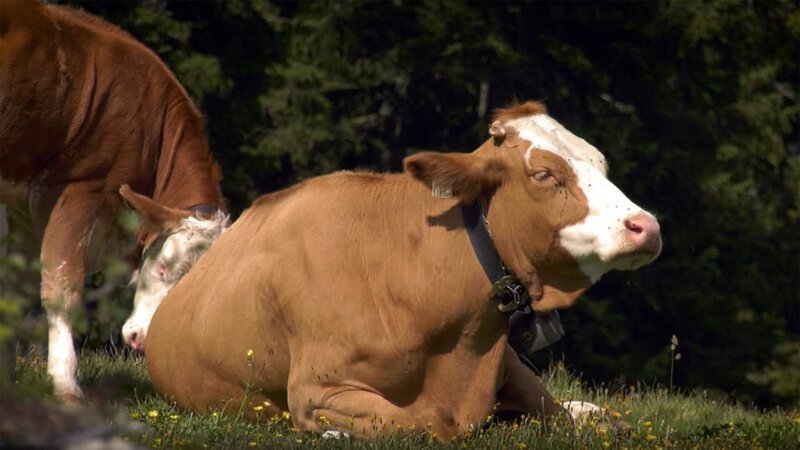 Kühe. – Bild: ORF/​Papke Film