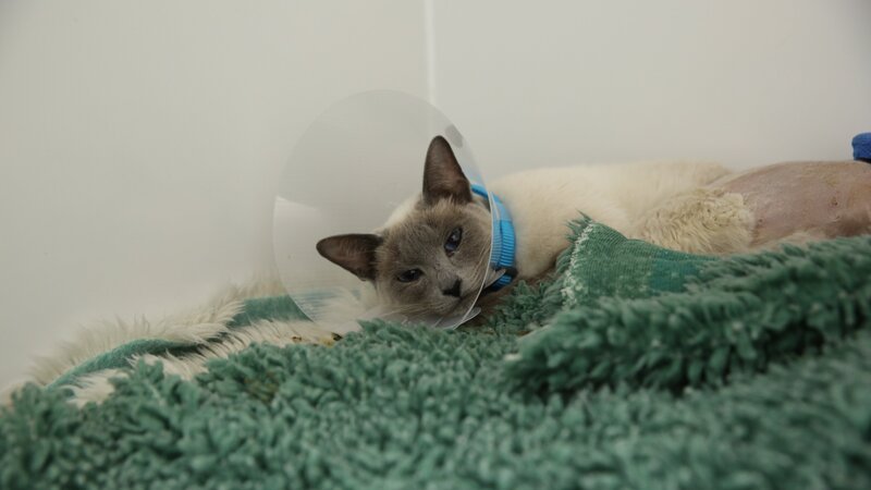 Bluebell – Bild: Blast!