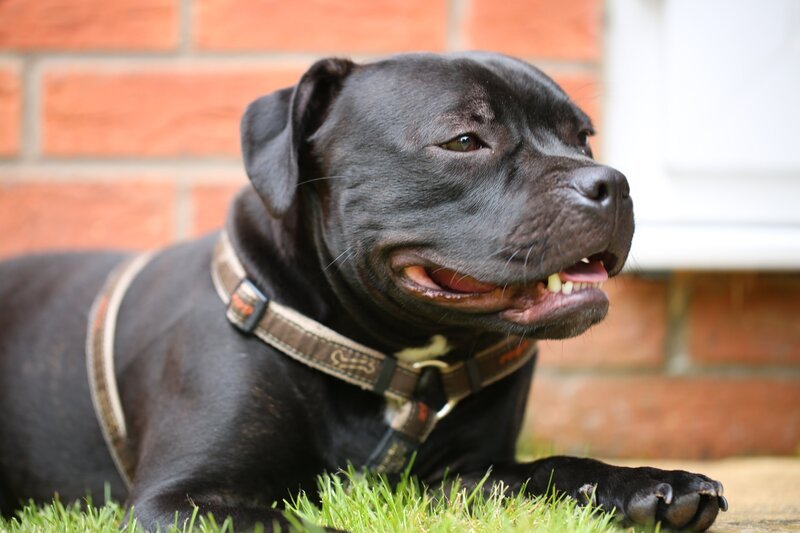 Hagar – Bild: Blast! Lizenzbild frei