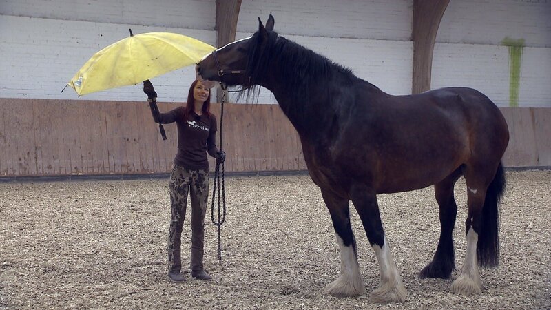 „Bella“ und Sandra Schneider beim Training auf dem Rosenhof – Bild: VOX /​ Mina TV