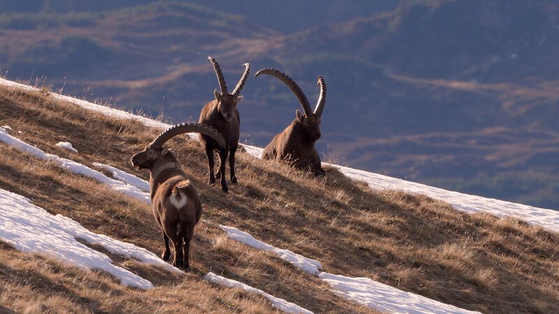 . – Bild: Bergblick