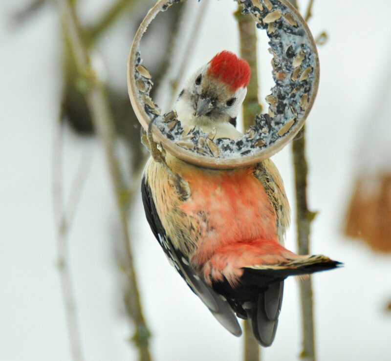 Buntspecht – Ohne Fütterung würden viele Vogelarten nur schwer über den Winter kommen. – Bild: ORF III