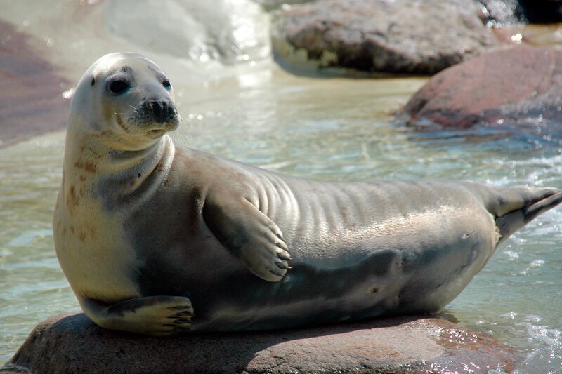 Kegelrobbendame Nemi in Friedrichskoog. – Bild: RB/​Volkmar Strueßmann