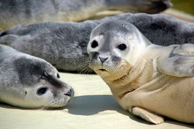 Wo bitte schön geht es zur Nordsee? – Heuler in Friedrichskoog. – Bild: RB/​Volkmar Strueßmann