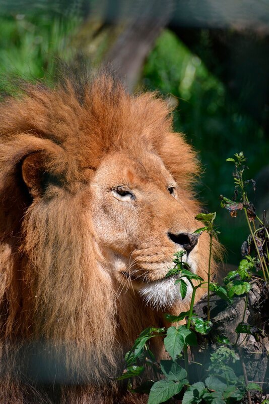 Löwe Tarson im Jaderpark – Bild: Radio Bremen/​Volkmar Struessmann