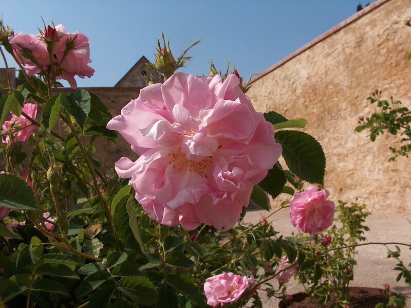 "Minze, Mangold, alte Mauern - Gartenlust in Niederösterreich", Ein kleines Paradies im Alltag, ein Rückzugs- und Erholungsort, ein Symbol für Lebensqualität: Das alles kann der eigene Garten für seine Besitzer sein. Darüber hinaus sind Gärten auch ideal, um Obst, Gemüse und Kräuter aus eigenem Anbau zu ernten. Sabine Daxberger macht sich auf eine filmische Reise in die Geschichte der Gartenkultur. Ausgangspunkt ist der Weinviertler Bauerngarten der Familie Eisner in Röhrabrunn: Ein Schaugarten, der im Rahmen der Aktion "Natur im Garten" von Interessierten besichtigt werden kann - mit Sommerhäuschen und Teich, jeder Menge Stauden und Blumen. Einige Hühner, Obstbäume, Gemüse- und Kräuterbeete ergänzen die Gartenvielfalt. – Bild: ORF III