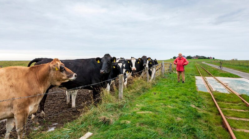 Den Sommer über passt Hans auf die Kühe auf – Bild: NDR/​Mirko Honnens