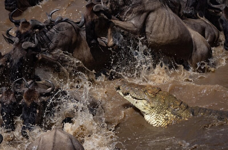 Krokodile – Bild: @RTL
