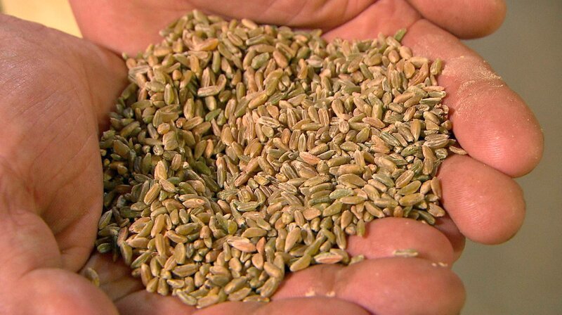 Grünkern küchenfertig – Bild: SR/​Julia Leiendecker