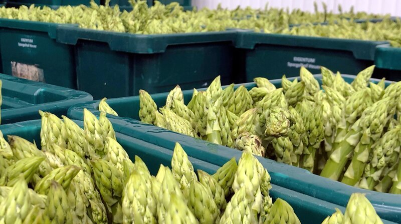 Gründer Spargel wird immer beliebter. Dementsprechend nehmen auch die Anbauflächen zu. Im Gegensatz zu weißem Spargel wächst grüner Spargel oberhalb des Bodens. – Bild: NDR/​CANDEO communication GmbH/​Thorsten Schöntaube