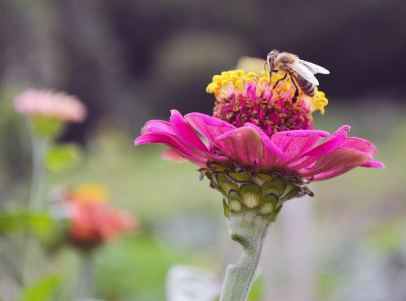 Gemeinschaftsgärten – Bild: ORF III