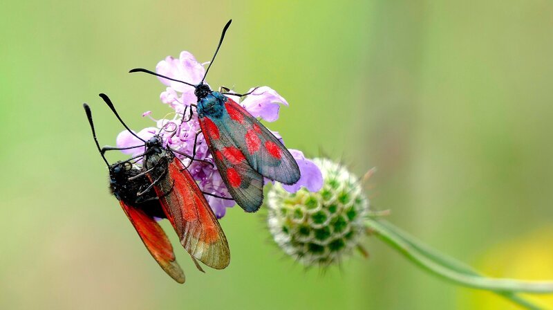 Widderchen im Lauterachtal. Eine Landschaft, bei der man ins Träumen gerät: malerische Flusstäler, duftende Wacholderheiden, bunte Blumenwiesen, schattige Wälder, geheimnisvolle Höhlen, beeindruckende Fels-Riesen und der Duft von Thymian und Salbei. Eine Szenerie, die einen gedanklich in südlichere, mediterrane Gefilde katapultiert, in die Toskana oder die Provence. Doch diese Toskana liegt in Ostbayern: der Bayerische Jura, ein Eldorado für Pflanzen und Tiere. Weiteres Bildmaterial finden Sie unter www.br-foto.de. – Bild: BR/Markus Schmidbauer Widderchen im Lauterachtal. Eine Landschaft, bei der man ins Träumen gerät: malerische Flusstäler, duftende Wacholderheiden, bunte Blumenwiesen, schattige Wälder, geheimnisvolle Höhlen, beeindruckende Fels-Riesen und der Duft von Thymian und Salbei. Eine Szenerie, die einen gedanklich in südlichere, mediterrane Gefilde katapultiert, in die Toskana oder die Provence. Doch diese Toskana liegt in Ostbayern: der Bayerische Jura, ein Eldorado für Pflanzen und Tiere. Weiteres Bildmaterial finden Sie unter www.br-foto.de. – Bild: BR/Markus Schmidbauer