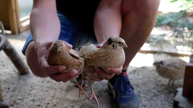 Schon seit vielen Jahren ist Familie Klein aus Eggesin fasziniert von der Japanischen Legewachtel. Sie züchtet sie. – Bild: NDR