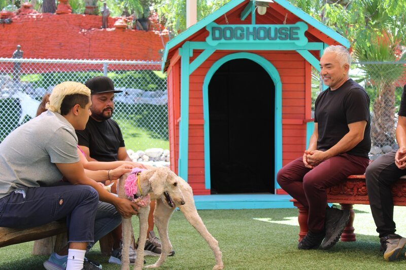 Cesar Millan im Gespräch mit der Familie Mejia mit einem potenziellen Hund für ihren Vermittlungsfall. (National Geographic) – Bild: NGC NETWORK US, LLC
