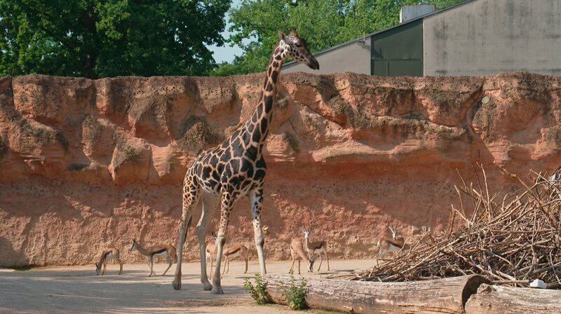 Die zierlichen Springbock-Jungtiere treffen erstmals auf die riesigen Rothschild-Giraffen. Das Pflegeteam ist mit einem Großaufgebot im Einsatz, damit sich die grazilen Sprinter und die sanften Langhälse in Ruhe beschnuppern können. Denn gleich nebenan ist das Löwengehege, nur durch einen Graben von der Savannenanlage getrennt. Die Raubkatzen Basu und Zara belauern aufmerksam das Treiben in der Nachbarschaft. Schon ein falscher Schritt der Jungtiere könnte verhängnisvoll enden … – Bild: NDR/​Doclights