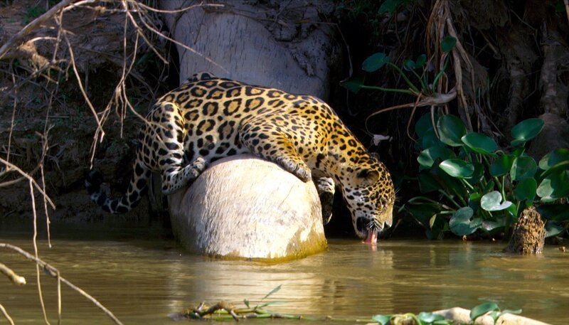 Jaguare halten sich meist dicht an Wasserläufen auf. Die zahlreichen Seen und Flüsse des Pantanal sind Anziehungspunkte für Wasserschweine, Kaimane und andere Beutetiere des Jaguars. – Bild: NDR/​NDR Naturfilm/​Light & Shadow GmbH