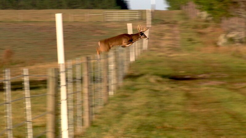 Hirsch springt über Zaun – Bild: Terra Mater /​ Thirteen WNET