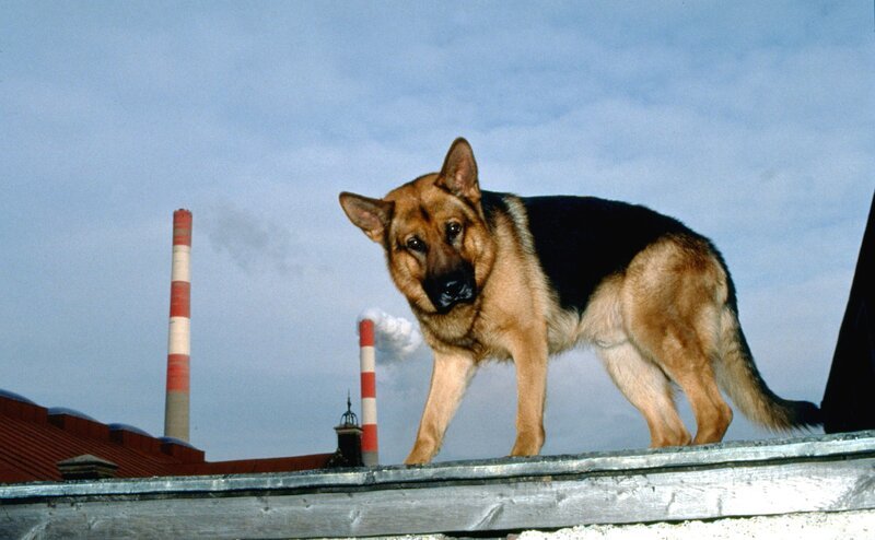 Rex beobachtet das Autorennen. – Bild: ORF III