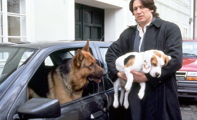 Rex kann seinen Blick nicht von der Beagle-Dame wenden, die Kommissar Richie Moser (Tobias Moretti) mitnimmt. – Bild: ORF