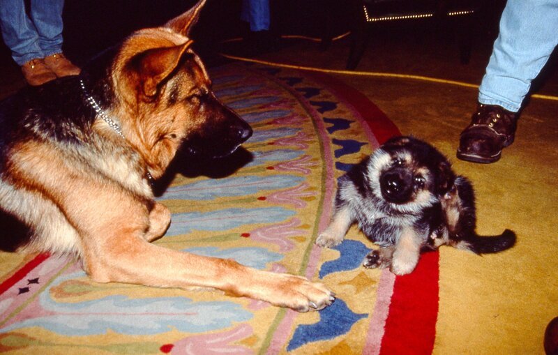 Rex mit seiner vier Wochen alten „Kollegin“. – Bild: ORF III