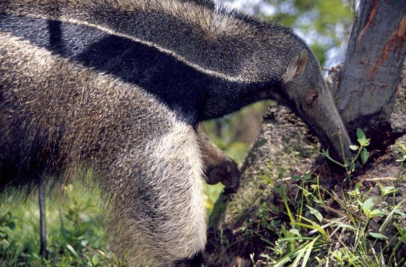 In der Nähe von Boa Vista, einer kleinen Stadt im Norden Brasiliens – ausgerechnet in den wachsenden Holzplantagen, die dort seit ein paar Jahren vielen Tierarten den natürlichen Lebensraum nehmen – findet der Große Ameisenbär offensichtlich eine optimale Umgebung vor – kaum natürliche Feinde, dafür aber ausreichend Nahrung unter den Blättern der Akazienbäume. – Bild: BR/​Rainer Bergomaz