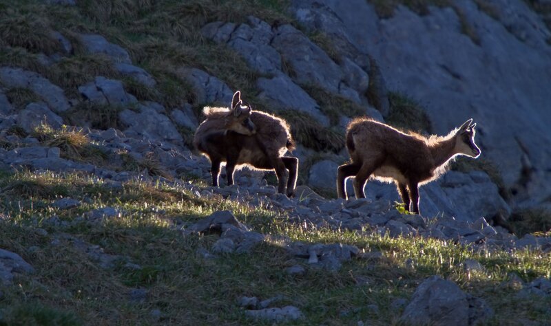 Zu den tierischen Protagonisten gehören: Steinadler, Gämse (Bild), Tannenhäher, Birkhuhn und Apollofalter. – Bild: BR/​nautilusfilm GmbH