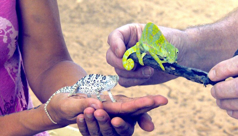 Drei Chamäleons sind in die nächtliche Falle geraten! – Bild: SWR/​Harald Mittermüller