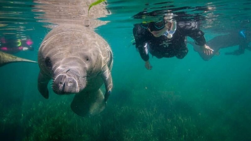 Eine der langsamsten Kreaturen des Meeres ist die Rundschwanzseekuh oder Manati zuhause in den warmen Küstengewässern der Welt. Das Winter-Domizil der Karibik-Manati ist Florida. – Bild: 3sat