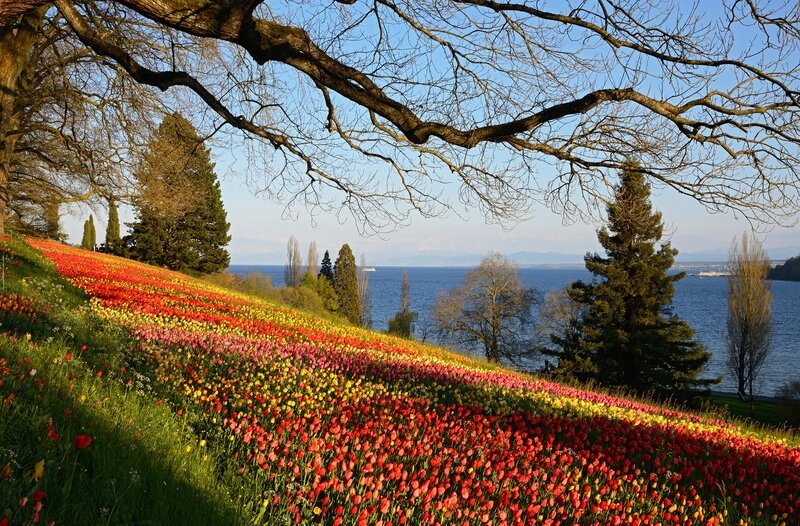 Die Insel Mainau verzaubert bereits im zeitigen Frühjahr mit blühenden Beeten, Parklandschaften und botanischen Ausstellungen. – Bild: SWR/​Peter Allgaier