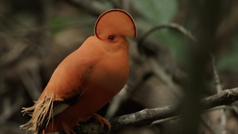 In den kleinen Inselwäldern lebt der Felsenhahn. Sein leuchtend oranges Gefiederhat einen ganz bestimmten Zweck: Weibchen anlocken. – Bild: ZDF und arte/​Blue Paw Artists /​ Marion Pöllmann