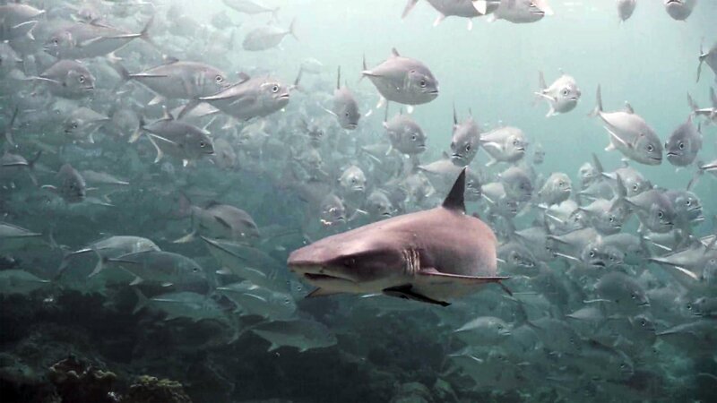  – Bild: CuriosityStream-Inc