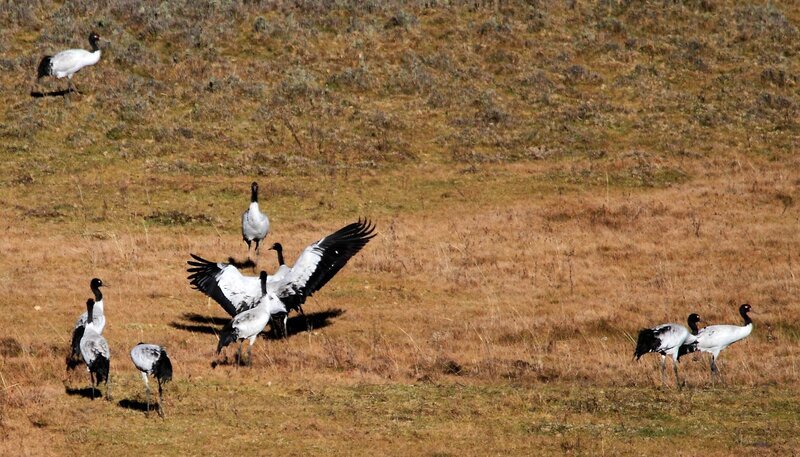 Phobjikha-Tal in Bhutan: Jugendliche warten auf die jährlich im November kommenden Kraniche; Beschreibung von Mythen und Zugverhalten. – Bild: HR/​BR/​Udo A. Zimmermann