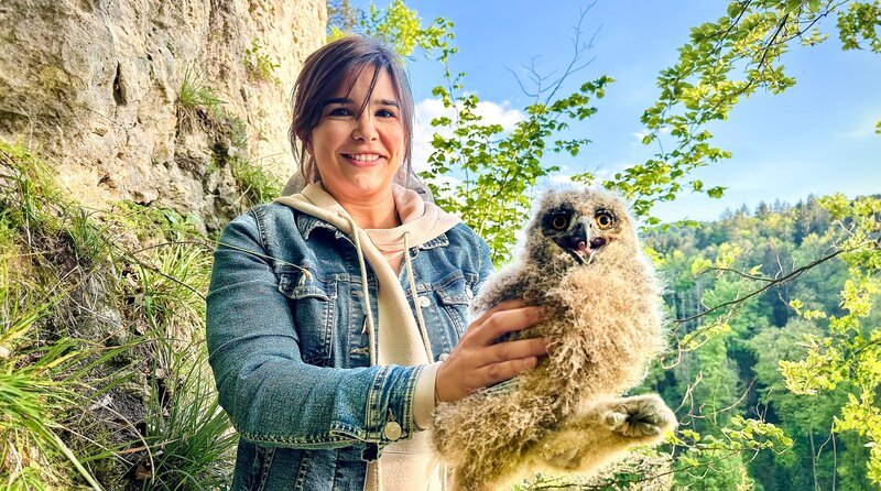 Einem jungen Uhu so nahe zu kommen, ist etwas ganz Besonderes. Dieses Uhuküken ist ungefähr vier Wochen alt und damit genau im richtigen Alter um beringt zu werden. – Bild: BR/​Text und Bild Medienproduktion GmbH & Co. KG/​Katharina Brackmann