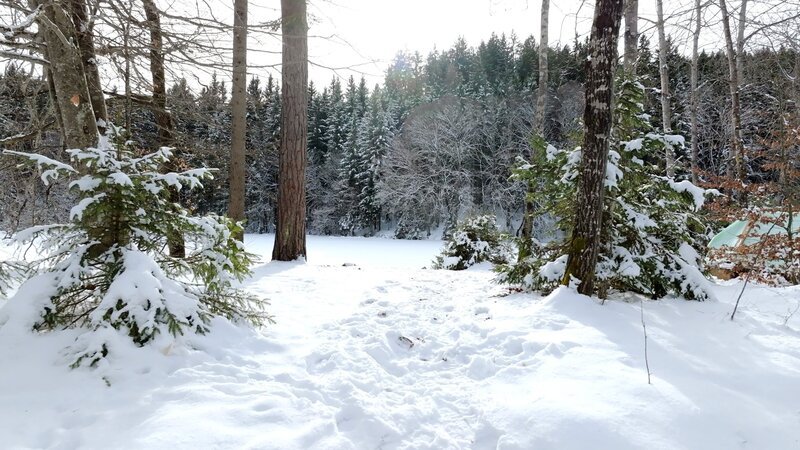 Winterlicher Wald. – Bild: ORF/​Landesstudio Kärnten