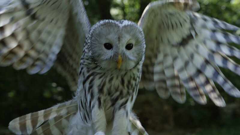 Eulen suchen im Wald nach leichter Beute – Bild: ZDF/​Arndt Brüning