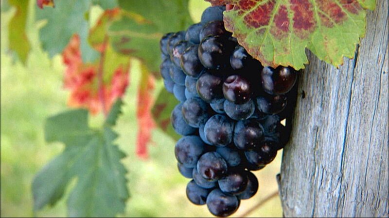 „Der Geschmack Europas“, „Der slowenische Karst.“ Die neue ORF-Sendereihe erkundet die kulinarischen Kulturen unseres Kontinents – ein Streifzug durch europäische Regionen und ihre Küchen, der geschichtliche, landschaftliche, geografische und kulturelle Hintergründe einfließen lässt. Die erste Folge begleitet den Feinschmecker und Verleger Lojze Wieser in unser Nachbarland Slowenien – in den Karst und in das Görzer Hügelland, die Gori?ka Brda: eine geschmackvolle Reise in das Land der Steine und in das Land der Obstbäume, auf der von der Bora getrockneter Pr?ut ebenso verkostet wird wie wilde Kräuter, der Rotwein Teran – und der Eintopf Jota, der symptomatisch für die Vermischung der Kulturen steht. – Bild: ZDF/​ORF/​WDW Filmproduktion