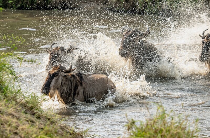 Der Kreis schließt sich: Mit der Rückkehr der ersten Gnuherden beginnt der nächste Zyklus in der Masai Mara. – Bild: ARTE F /​ Terra Mater Studios/​Wildlife Films/​Beverly Joubert