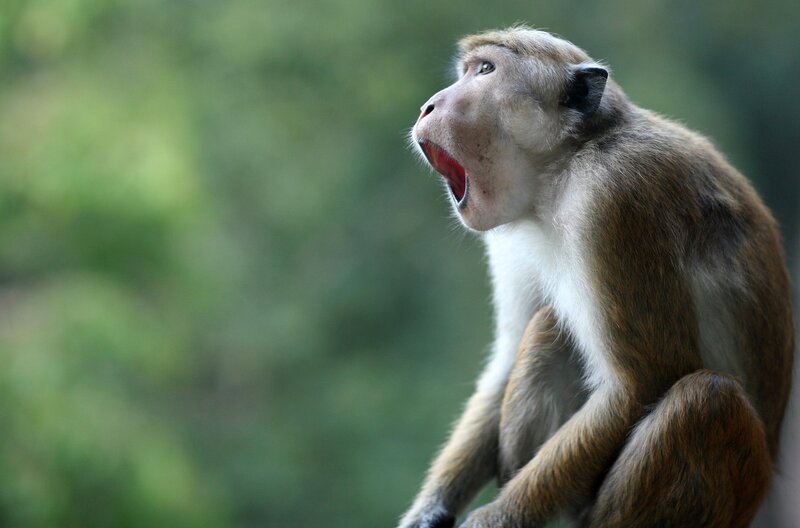 Unterwegs in den Baumwipfeln: Komplexe soziale Regeln prägen die großen Gruppen der Makaken. – Bild: Getty Images