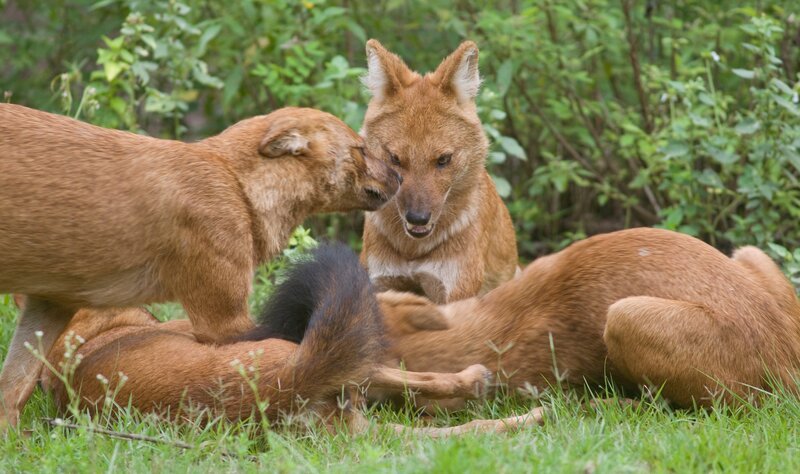 Appeasing Kennai as seen on The Pack. – Bild: Discovery Communications, Inc.