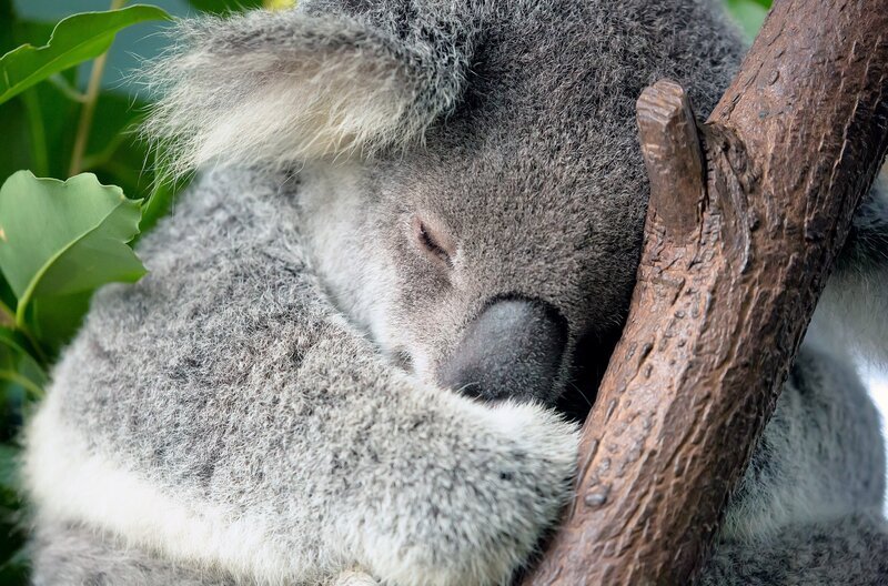 Eukalyptusbäume dienen Koalas als Nahrungsquelle und bieten ihnen gleichzeitig ein sicheres Zuhause. – Bild: Marianne Purdie/​Getty Images