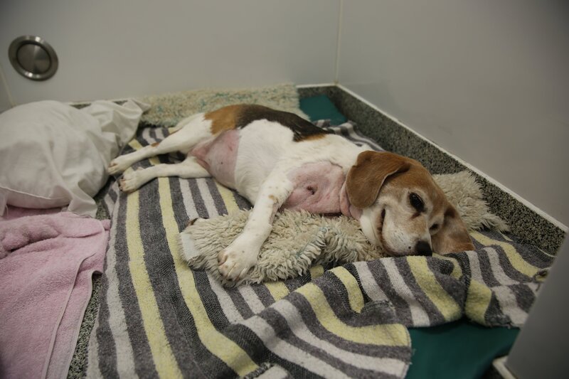 Lola – Bild: Blast!