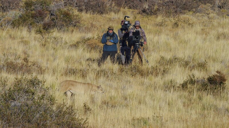 Patagonien – Wunderwelt der Extreme  Ein Jahr in der Wildnis  Filmcrew filmt Puma. – Bild: SRF/​Fremantle