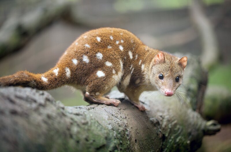Nur die Stärksten der Riesenbeutelmarder überstehen den täglichen Überlebenskampf. – Bild: Craig Dingle/​iStockphoto/​Getty Images