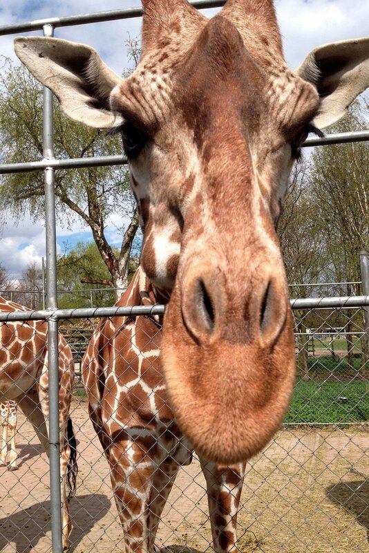 Giraffendame Arusha im Jaderpark – Bild: Volkmar Struessmann