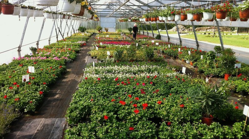 Die Gewächshäuser sind voll für die neue Saison auf Balkon und Terrasse. – Bild: NDR/​Udo Tanske