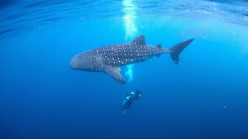 Kameramann Dough Allen während der Unterwasser Dreharbeiten mit den Walhaien. Cenderawasih Bucht, Papua Barat, Indonesien. – Bild: NDR/​Terramater/​Nick Law