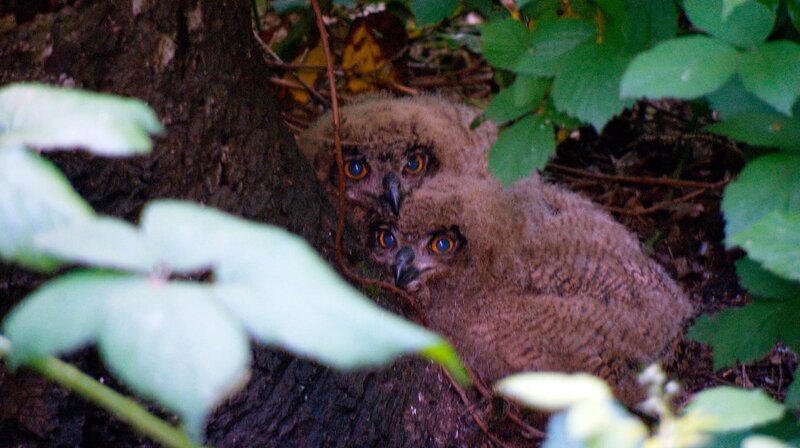 Zwei junge Uhus in einem Bodengelege. Sie werden leichter zur Beute von Raubtieren als Junge die in Baumnestern aufgezogen werden. – Bild: NDR/​Jocker Pictures GmbH