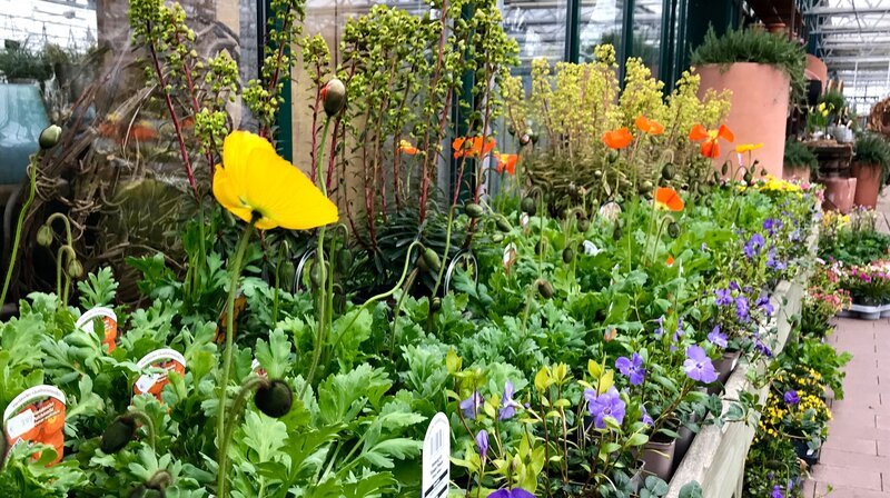 Zarte Pflänzchen für den Sommer. – Bild: NDR/​Doclights GmbH