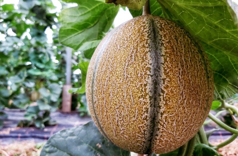 Charantaismelone – Bild: SR/​Anne Strauch